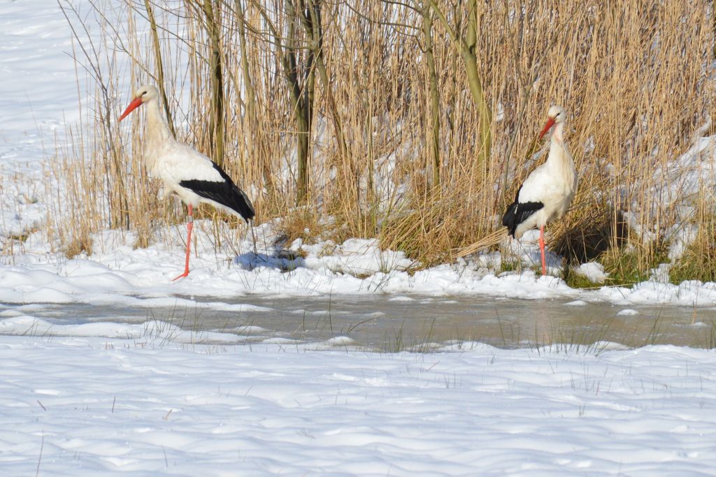 Ooievaars in de sneeuw