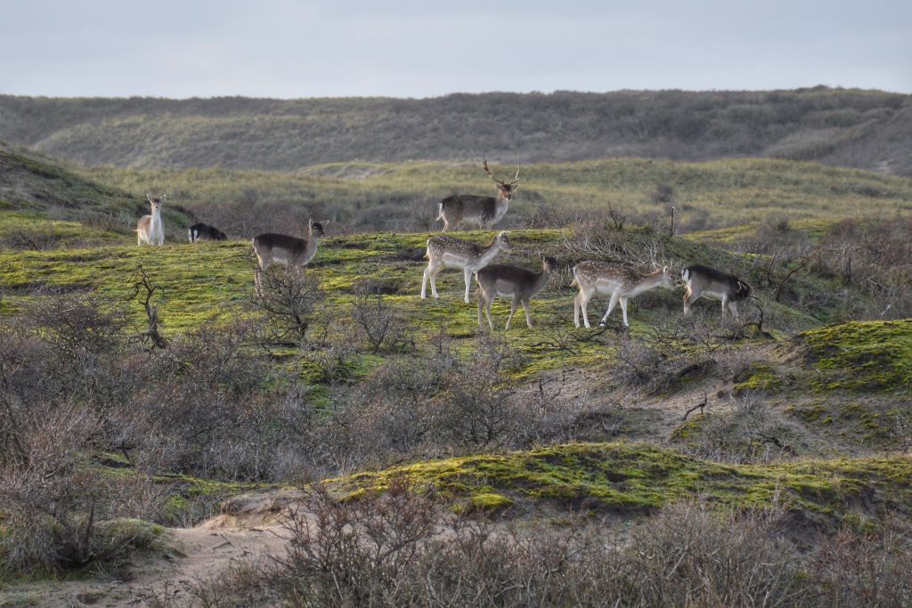 Winterwandelingen in de Amsterdamse Waterleidingduinen