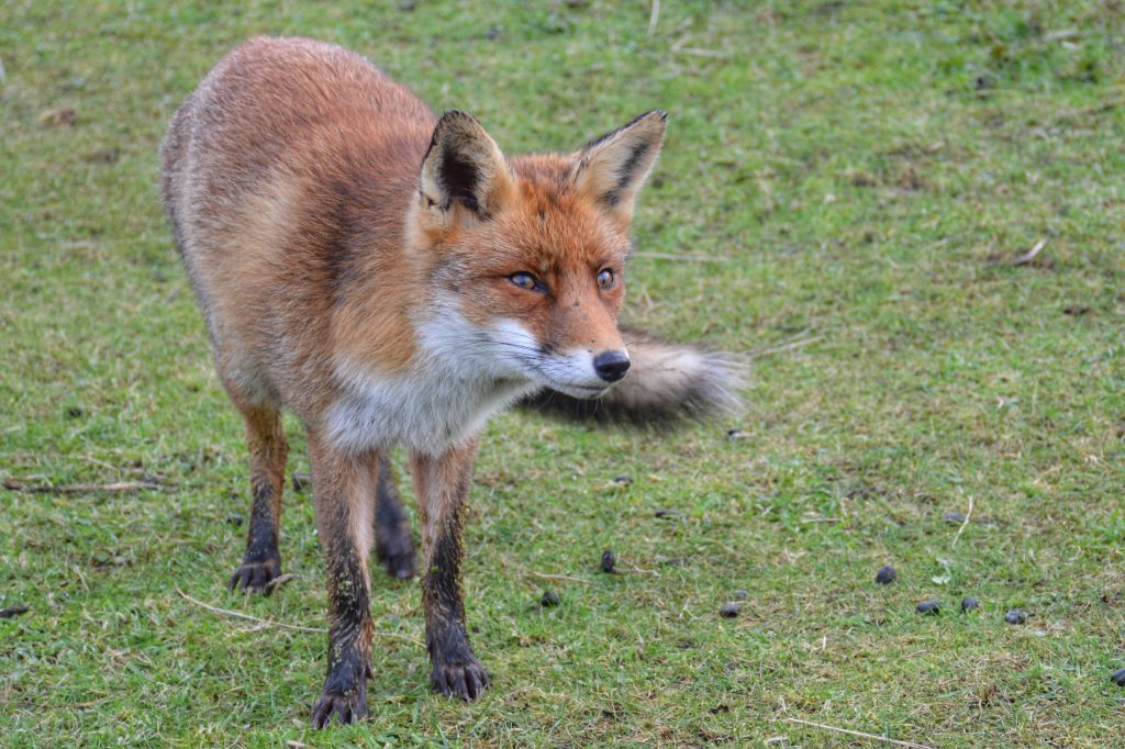 Vossen in de Amsterdamse Waterleidingduinen